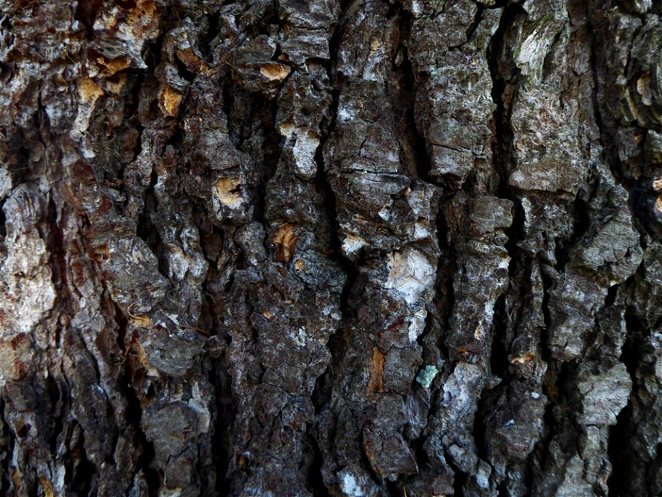 Cedrus cf.atlantica (Manetti ex Endl.) Carrière, 1855