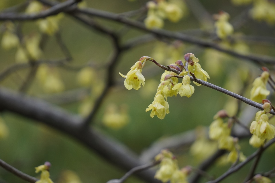 Tree and Flower - National Arboretum