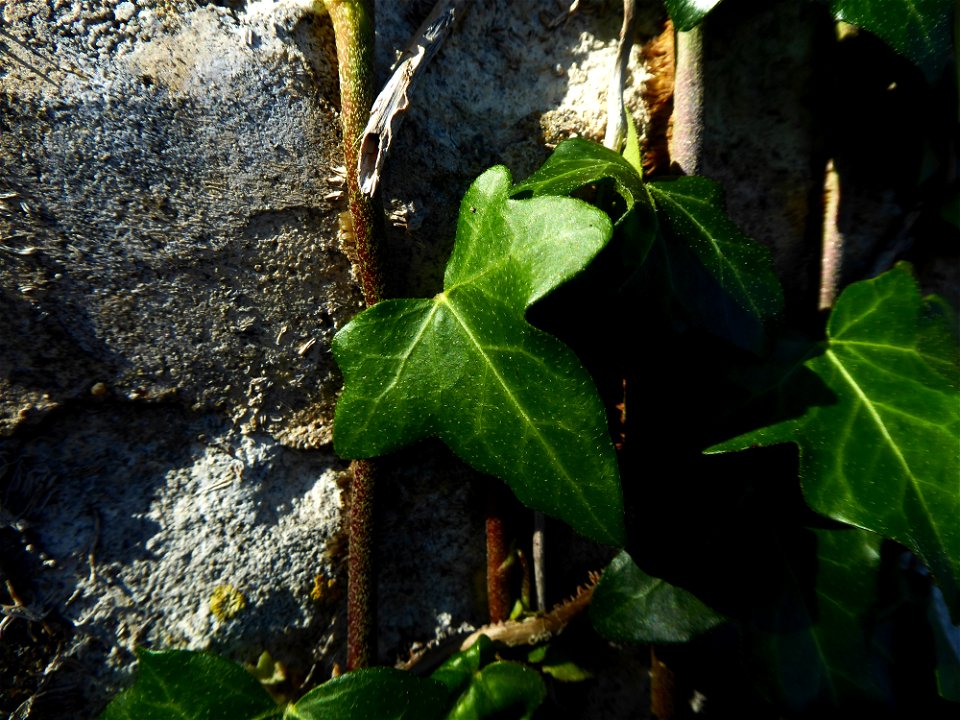 Hedera helix L., 1753