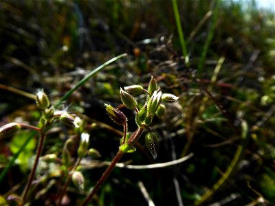Cerastium pumilum Curtis, 1777