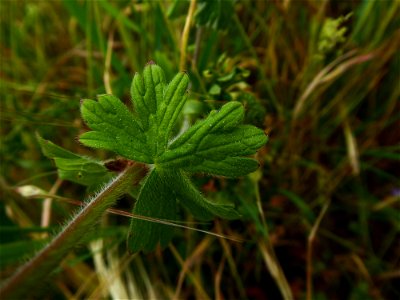 Geranium pyrenaicum Burm.f., 1759