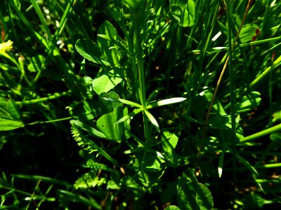 Galium debile Desv., 1818