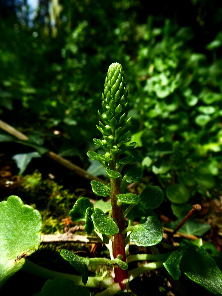 Umbilicus rupestris (Salisb.) Dandy, 1948