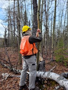Aspen-running-canker-wound-outline-Kenai-Peninsula-Alaska-1