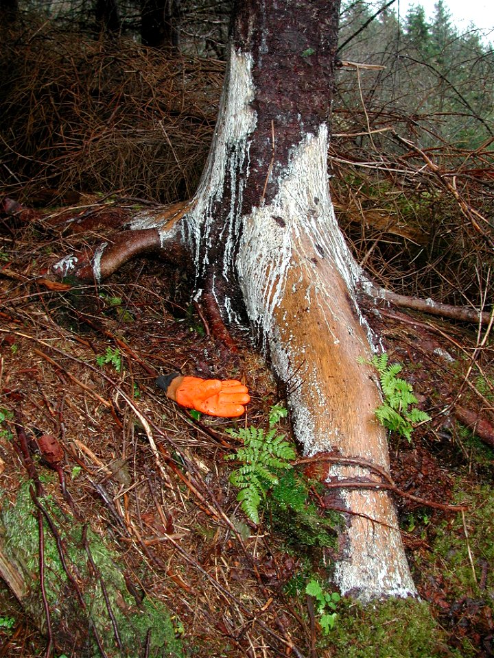 Porcupine-root-and-bole-damage-Tongass