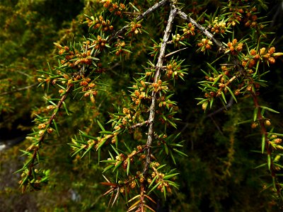 Juniperus communis L., 1753