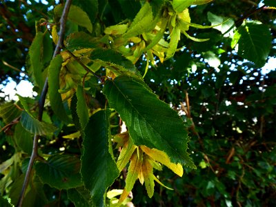 Carpinus betulus L., 1753