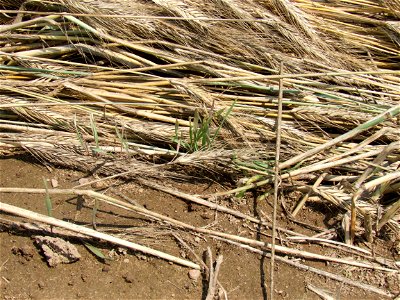 ROLL sprouting rye