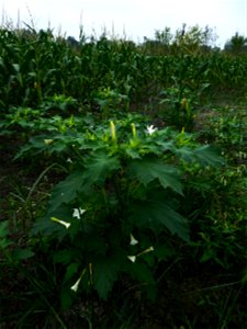 Datura stramonium L., 1753