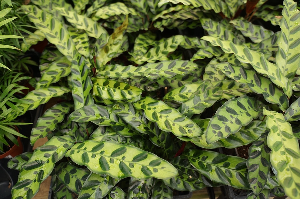 Calathea leaf in garden