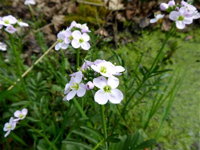 Nasturtium officinale W.T.Aiton, 1812