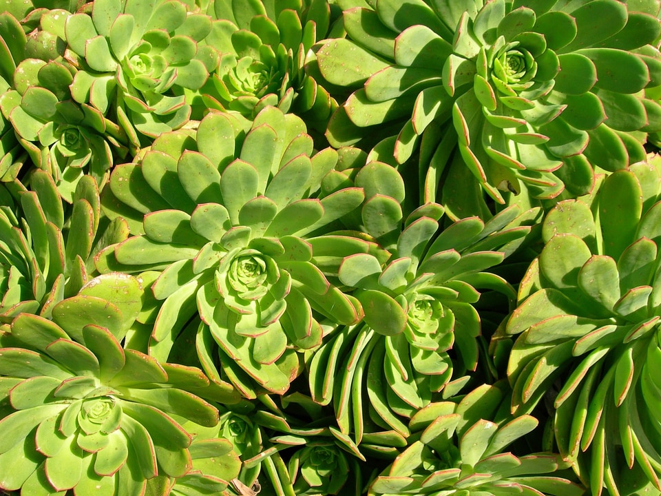 Hens and Chicks Aeonium species