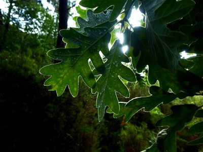 Quercus pyrenaica Willd., 1805