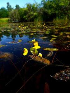 Utricularia australis R.Br., 1810