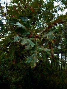 Quercus pyrenaica Willd., 1805
