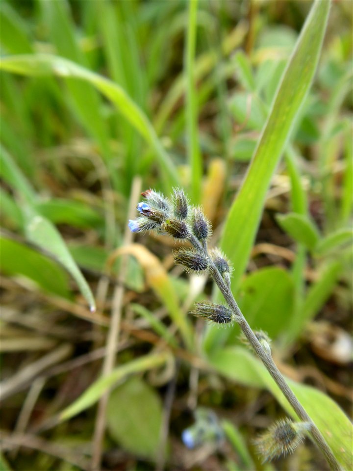 Myosotis ramosissima Rochel, 1814