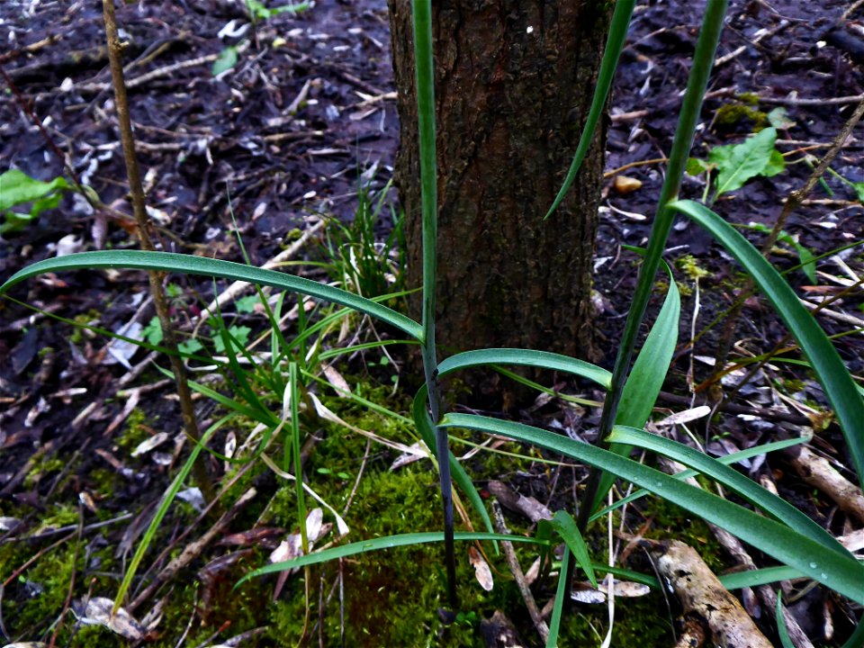 Fritillaria meleagris L., 1753