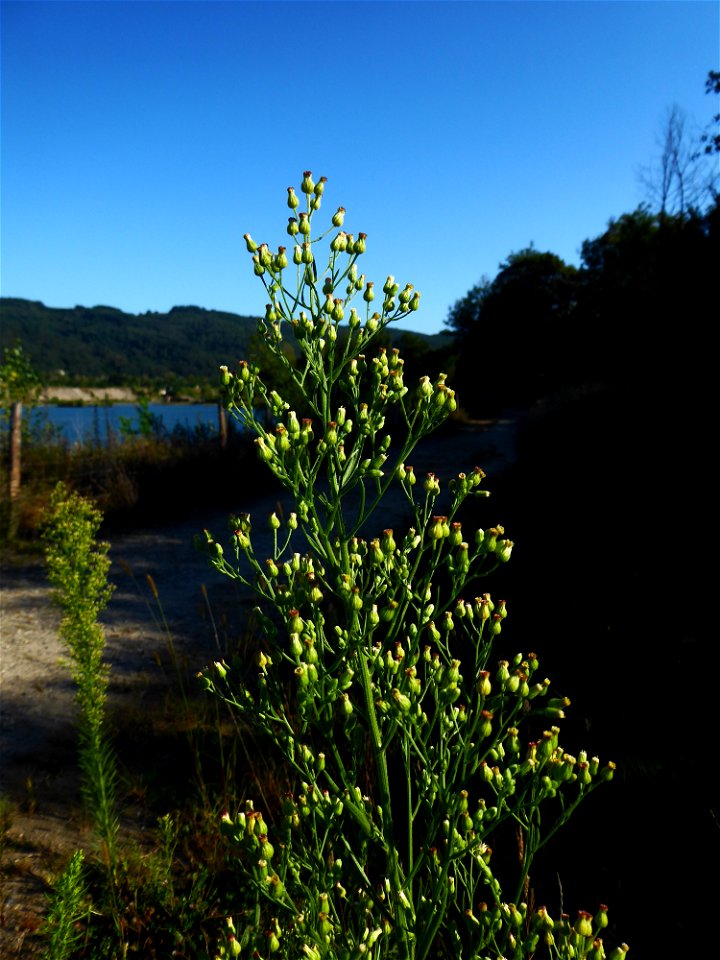 Erigeron sumatrensis Retz., 1810