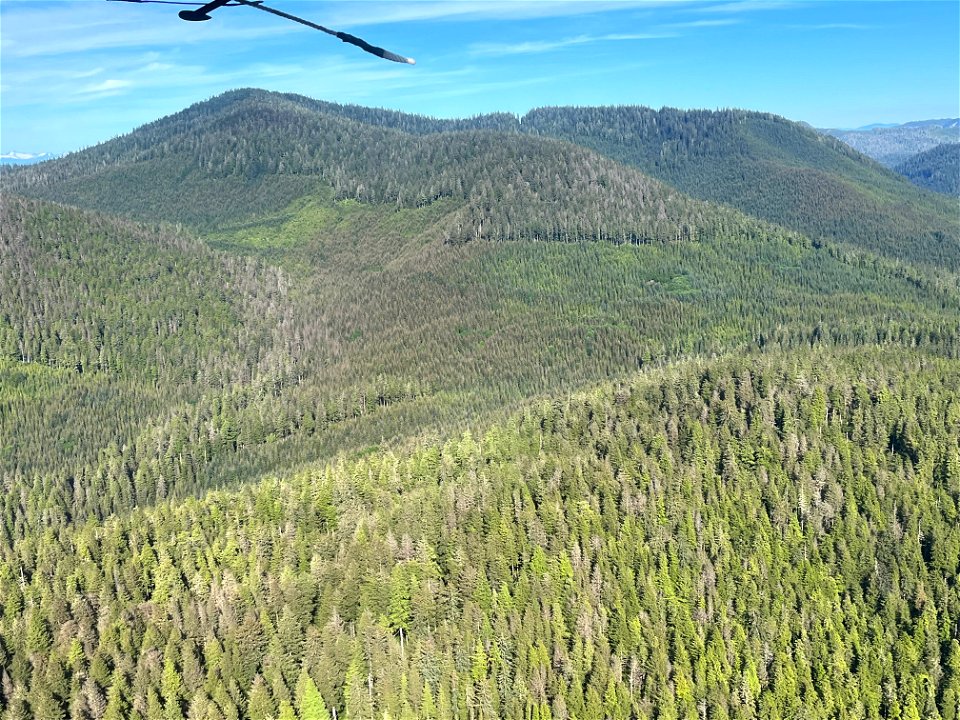 Western-blackheaded-budworm-defoliation-damage-Tongass-2022