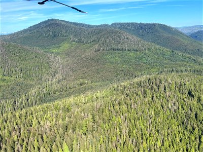 Western-blackheaded-budworm-defoliation-damage-Tongass-2022