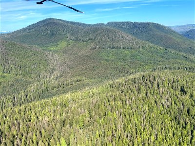 Western-blackheaded-budworm-defoliation-damage-Tongass-2022 photo