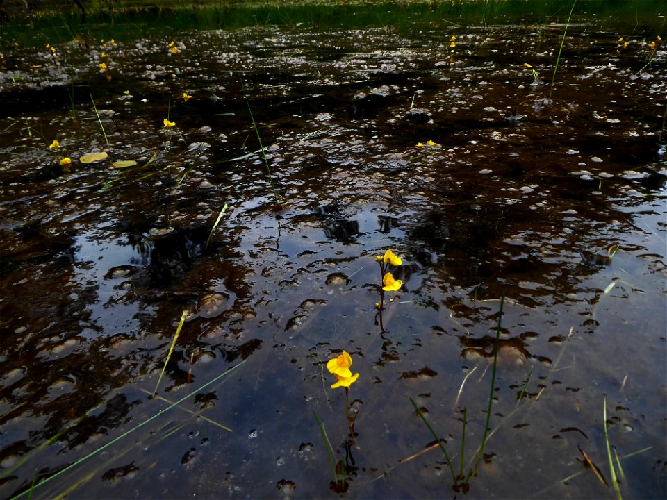 Utricularia australis R.Br., 1810