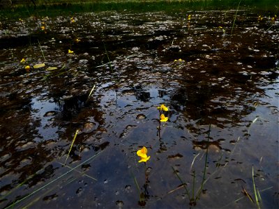 Utricularia australis R.Br., 1810