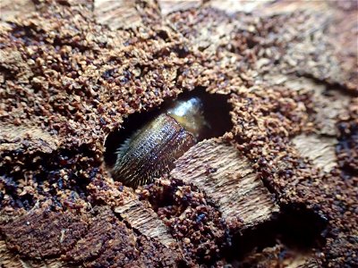 Spruce-beetle-adult-Alaska-1