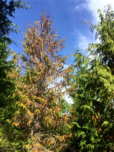 Young-growth-yellow-cedar-decline-Tongass-3