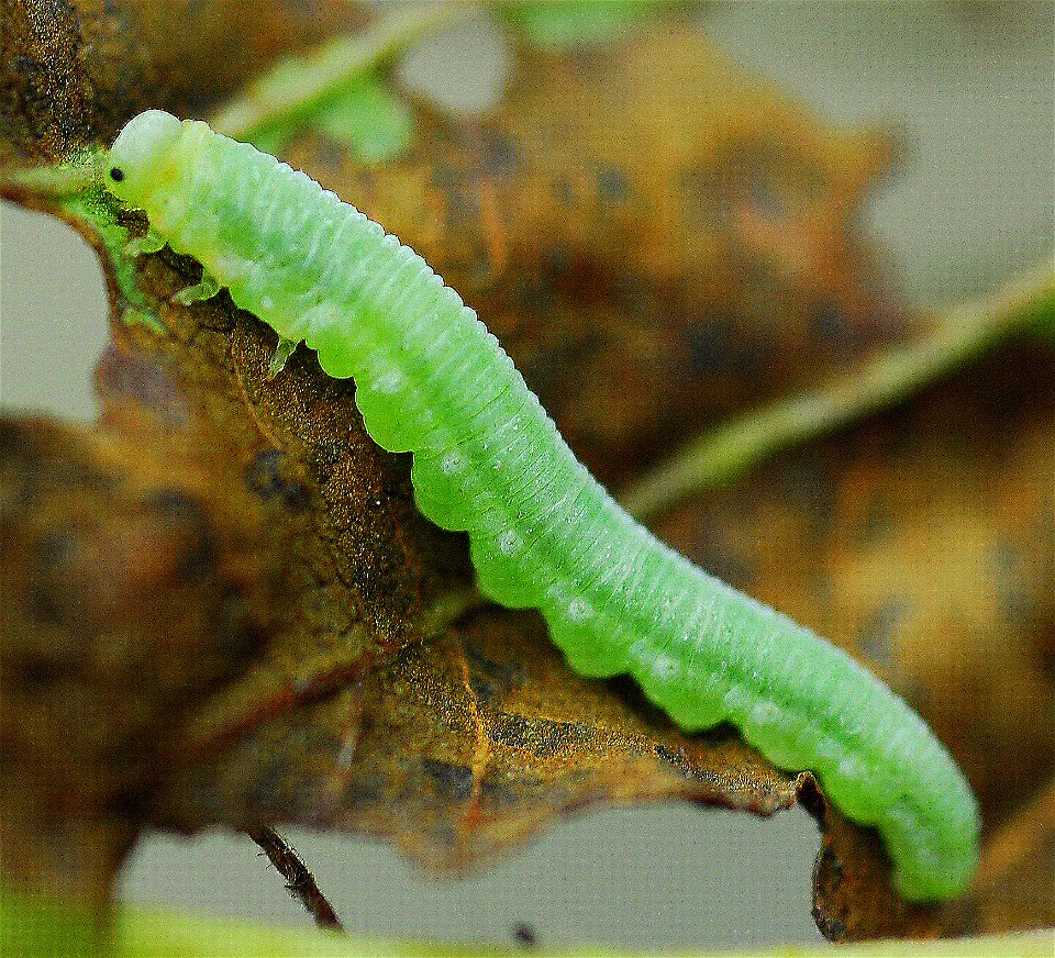 Alder-defoliators-green-alder-sawfly-larva-Tongass