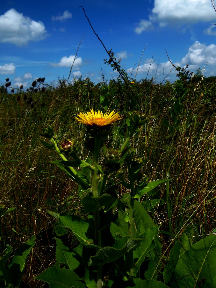 Inula helenium L., 1753