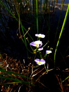 Baldellia ranunculoides (L.) Parl., 1854
