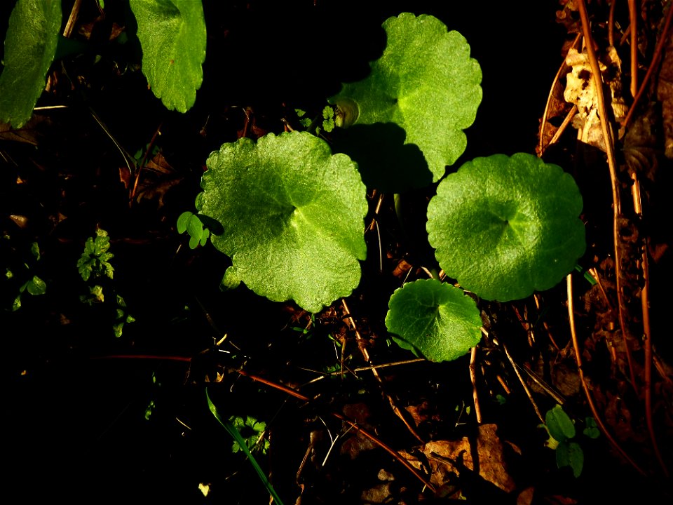 Umbilicus rupestris (Salisb.) Dandy, 1948