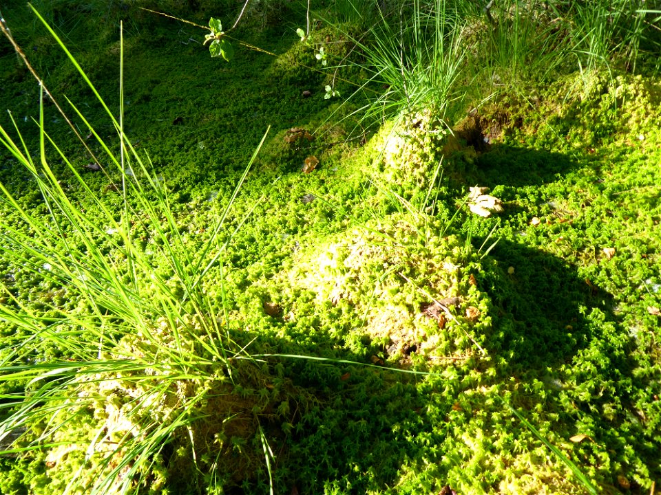 Sphagnum cuspidatum Ehrh. ex Hoffm., 1796