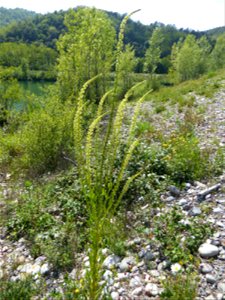 Reseda luteola L., 1753