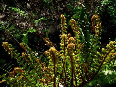 Dryopteris affinis subsp. borreri (Newman) Fraser-Jenk., 1980