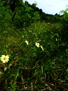 Potentilla recta L., 1753
