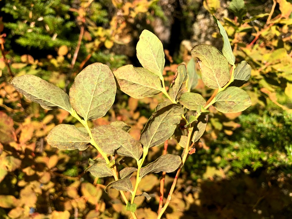 Naohidemyces-vaccinii-on-Vaccinium-Tongass