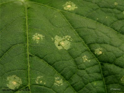 Leafspots