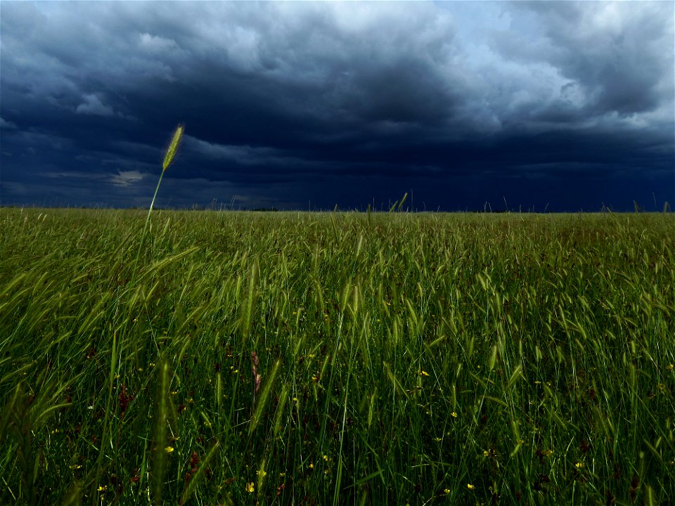 Prairies subhalophiles Marais poitevin