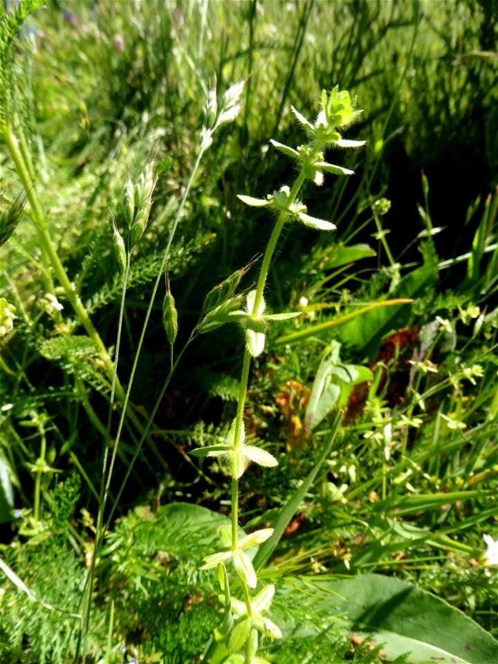 Cruciata pedemontana (Bellardi) Ehrend., 1958