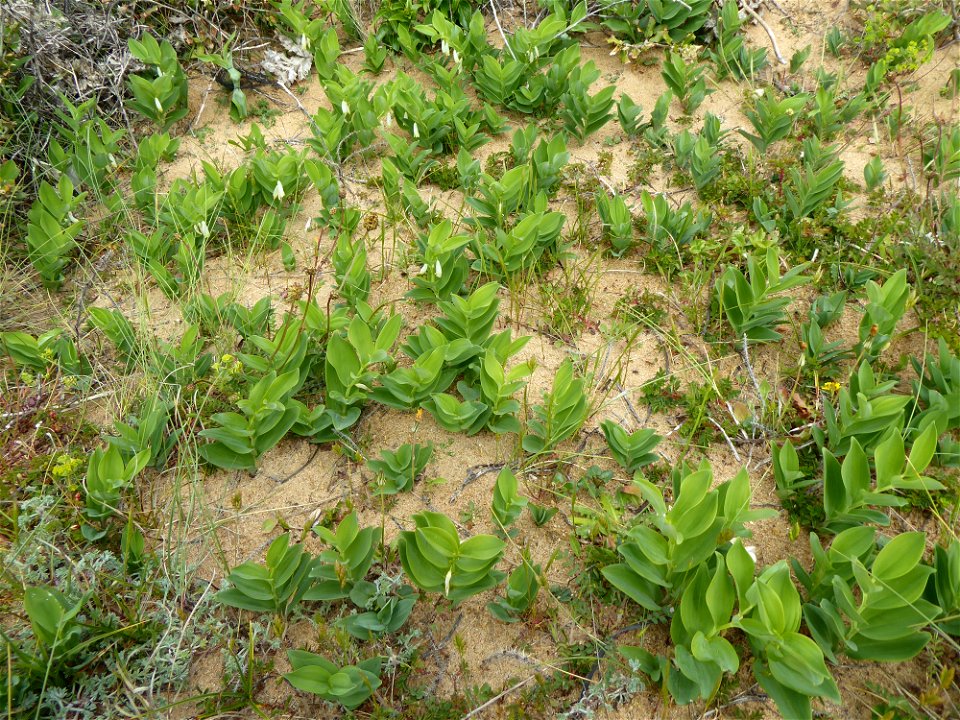 Polygonatum odoratum (Mill.) Druce, 1906