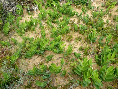 Polygonatum odoratum (Mill.) Druce, 1906
