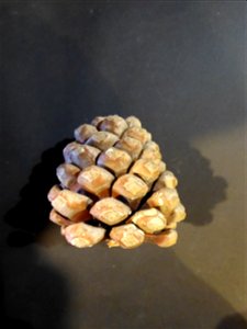 Pinus pinea L., 1753