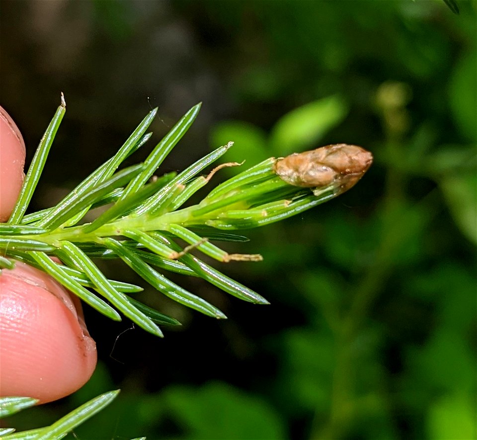 Spruce-budmoth-damage-Tongass-2 photo