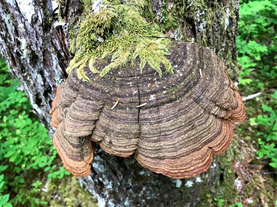 Porodaedalea-pini-on-western-hemlock-Tongass