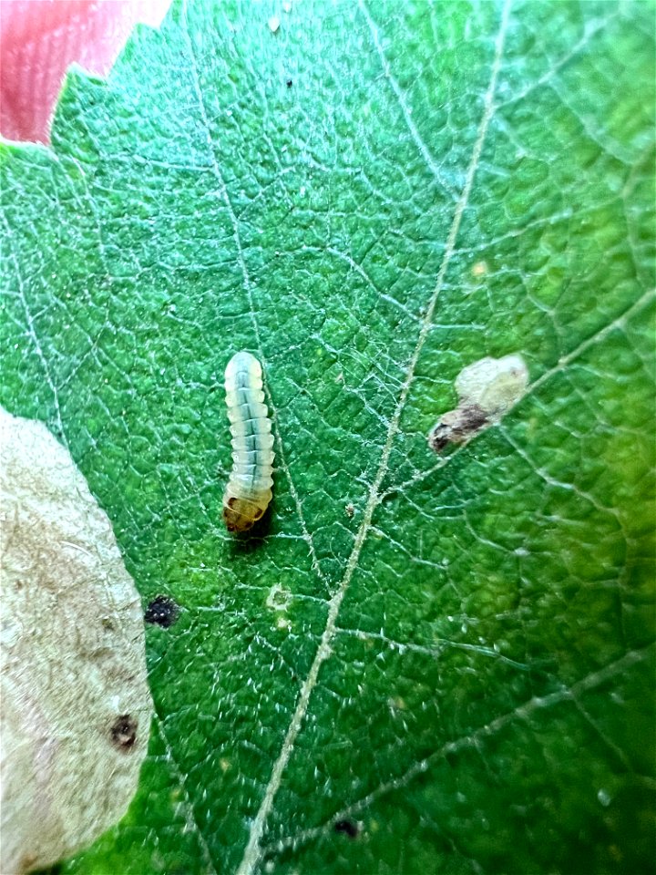 Amber-marked-birch-leafminer-dorsal-habitus-Alaska