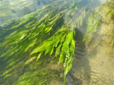 Potamogeton lucens L., 1753