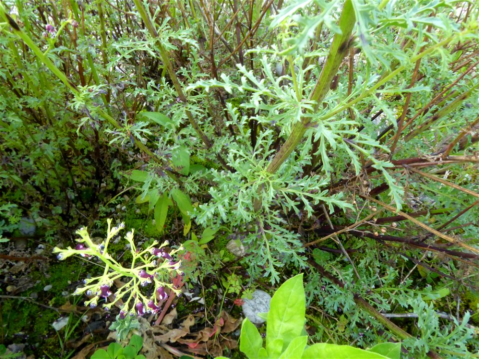 Scrophularia canina subsp. canina L., 1753