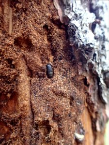 Spruce-beetle-adult-Alaska-2